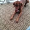 ottis52